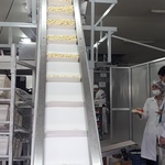 Schiavi_en_pastas_ale__empresa_hecho_en_corrientes