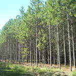 Forestal_argentina_18.03.09_(55)