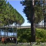Jornada_ssp__santa_rosa
