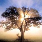 Arbol